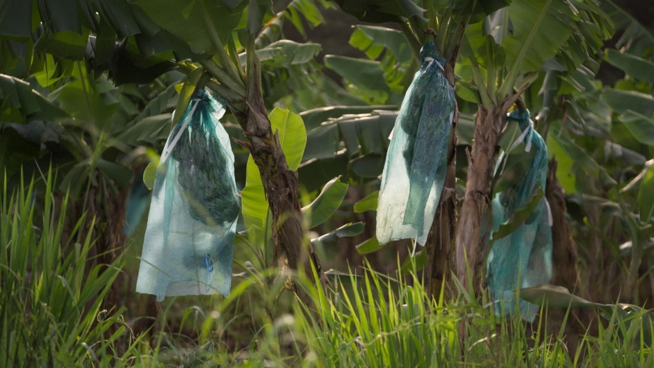 Les Antilles empoisonnées, la banane et le chlordécone